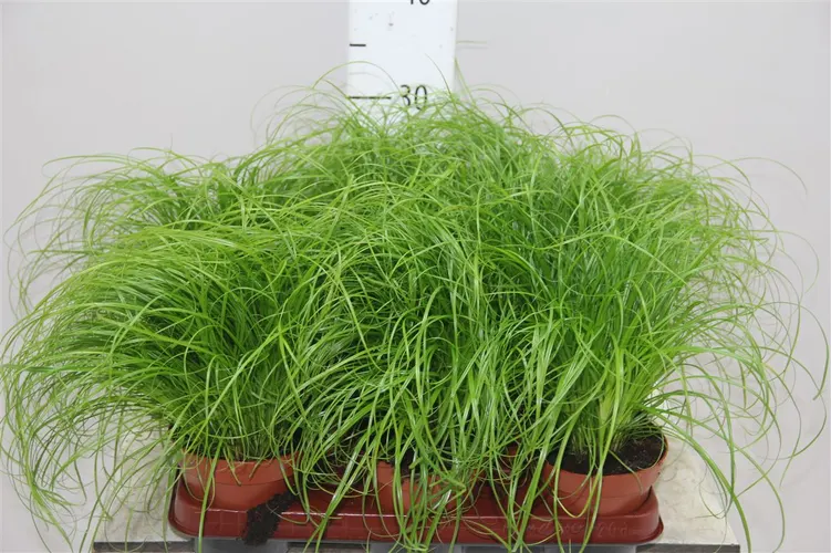 Cyperus Zumula črepník 12 cm
