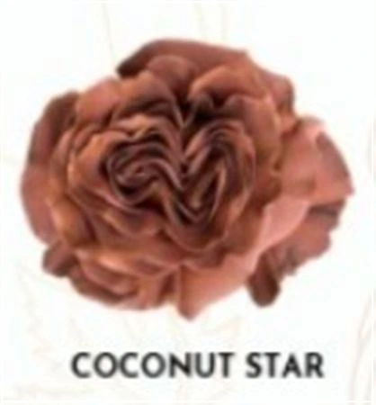 Ruža farbená Coconut Star, Ekvádor 50 cm