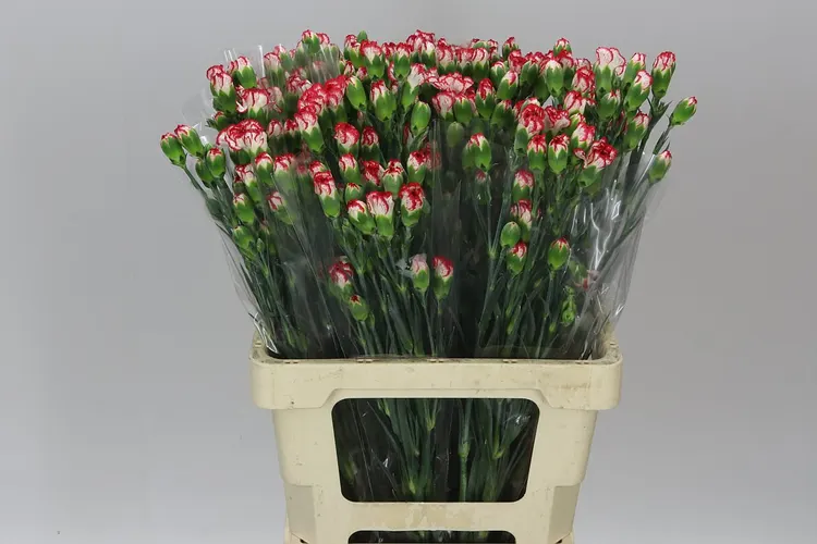 Karafiát trsový Minueto, Kolumbia 60 cm