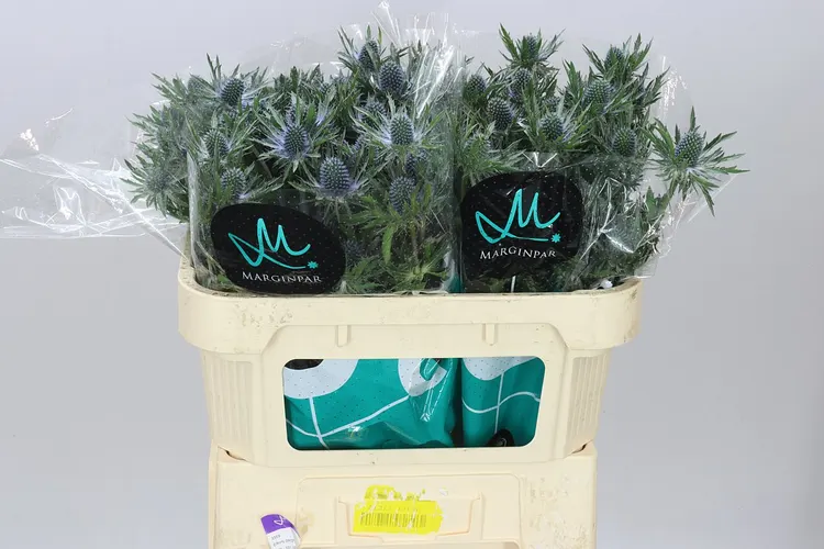 Eryngium Orion 70 cm