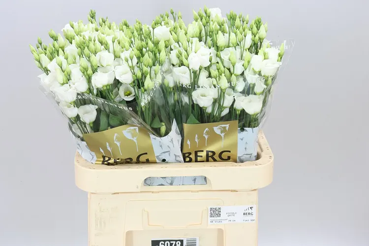 Eust E Piccolo White 70 cm