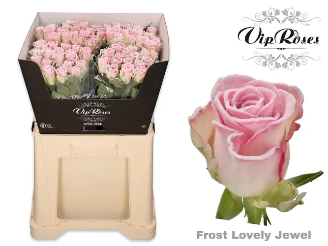 Ruža Frost Lovely Jewel 70 cm