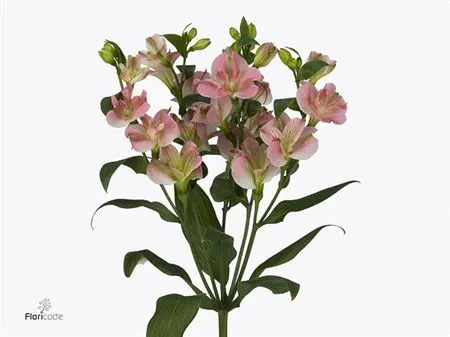 Alstro Charmelia Pink 70 cm
