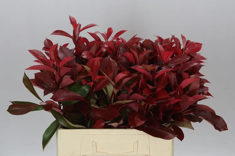 Photinia X F Red Robin X25 60 cm