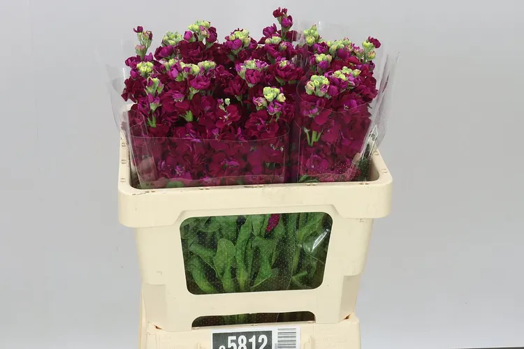 Matthiola Red 55 cm