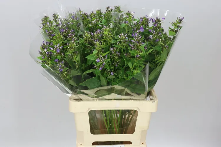 Phlox P Crissy Blue 70 cm