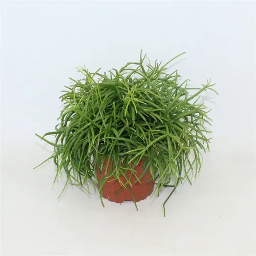 Rhipsalis Cass. Oasis 10,5 Zonder Kwekersetiket črepník 10,5 cm
