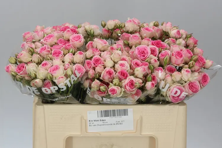 Rosa Tr Mimi Eden 50 cm