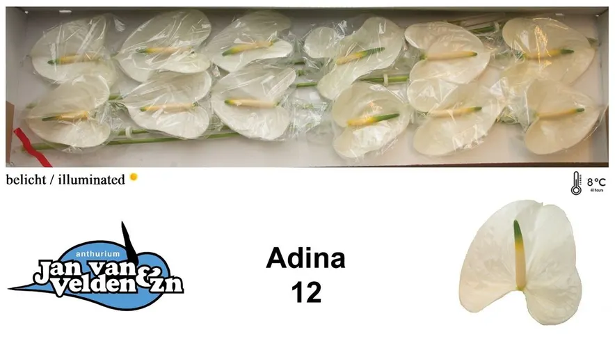 Anth Adina