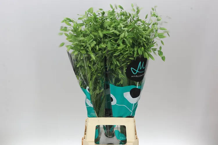 Chasmanthium Latifolium 80 cm
