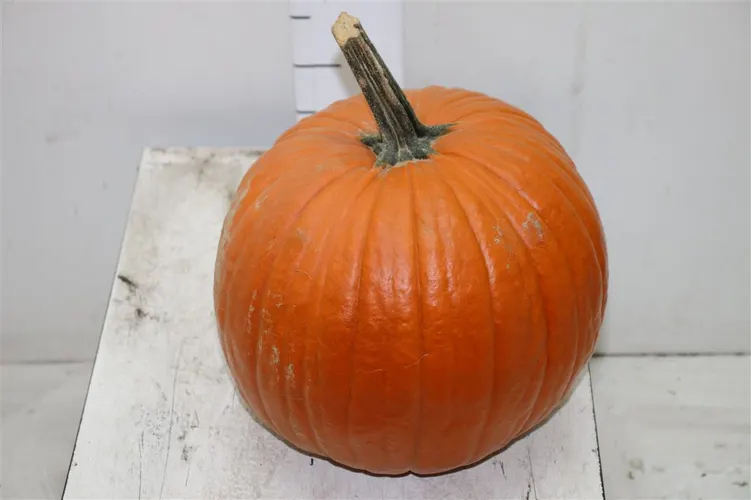 Cuc Maxima Halloween