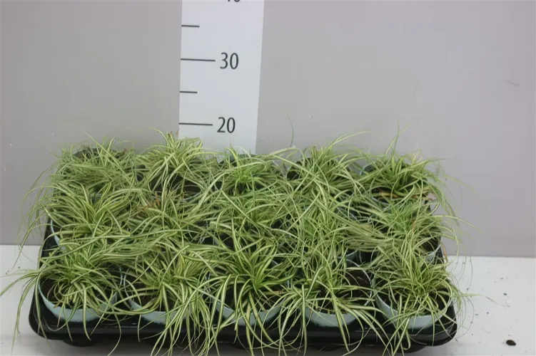 Carex Oshimensis 'evergold' črepník 10,5 cm