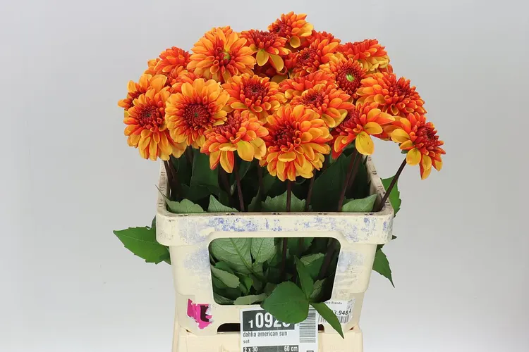 Dahlia American Sunset 55 cm