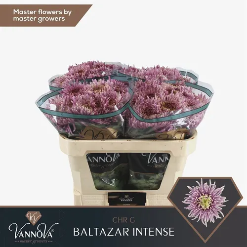 Chr G Baltazar Inten 75 cm