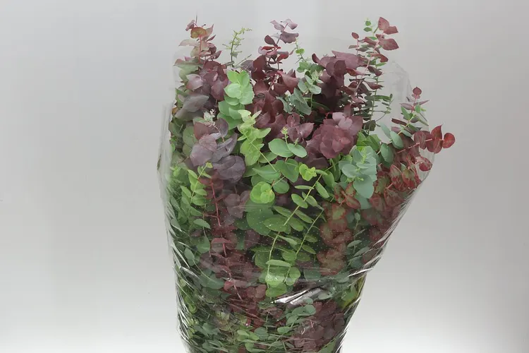 Stuartiana 70 cm