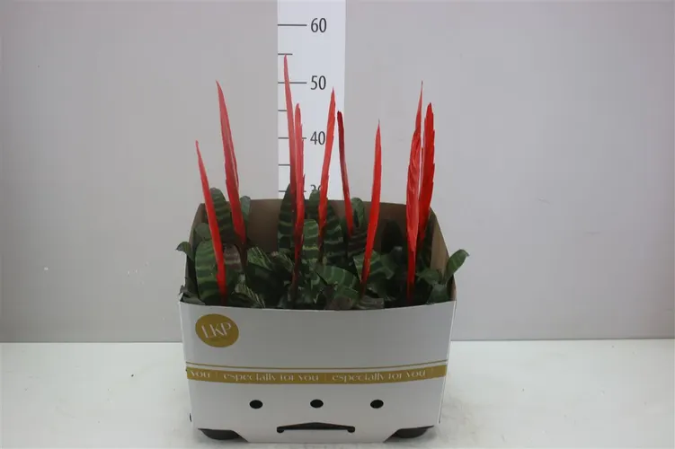Vriesea Era črepník 9 cm