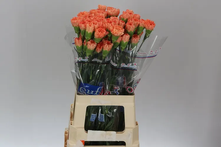 Karafiát Orange 70 cm