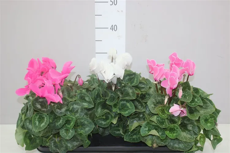 Cyclamen Gr Super Mammoth Gemengd črepník 17 cm