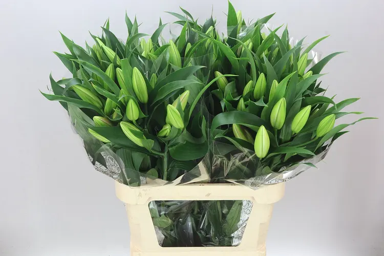 Ľalia orientálna Valdosta 90 cm