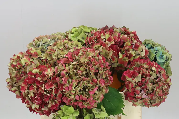 Hortenzia mix 55 cm