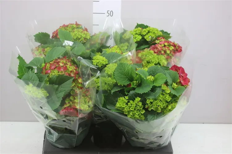 Hortenzia črepníková Hi Fire Red 7+ črepník 14 cm
