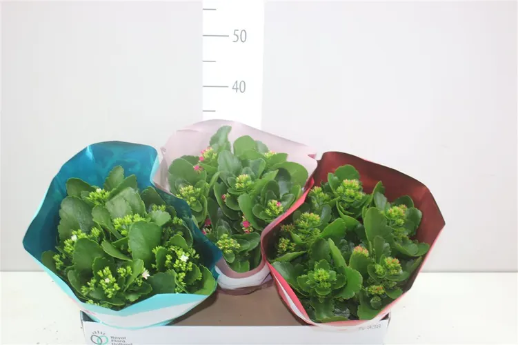 Kalanchoe Bl mix črepník 23 cm