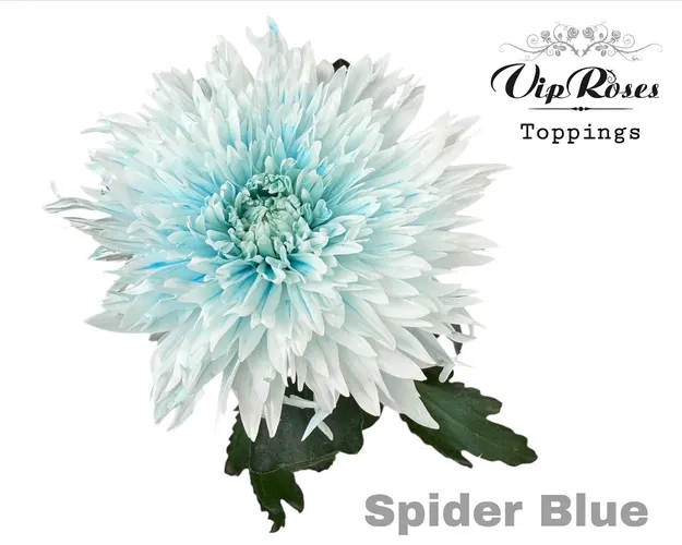 Chryzantéma veľkokvetá Spider Blue 70 cm