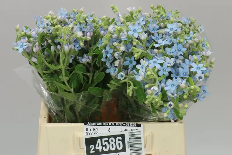 Oxypetalum Coeruleum 40 cm