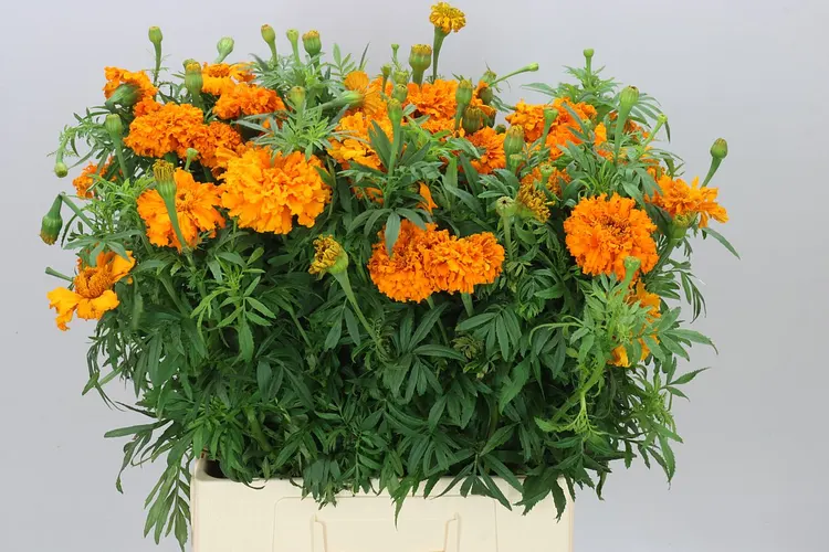 Tagetes E Promise Orange 70 cm