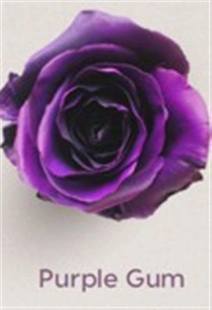 Ruža farbená Purple Gum, Ekvádor 50 cm
