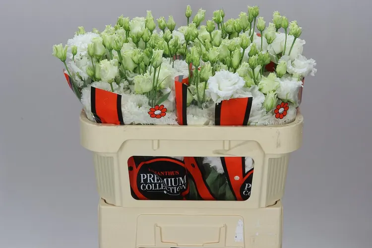 Eust Du Celebrich White Waalzicht 72 cm