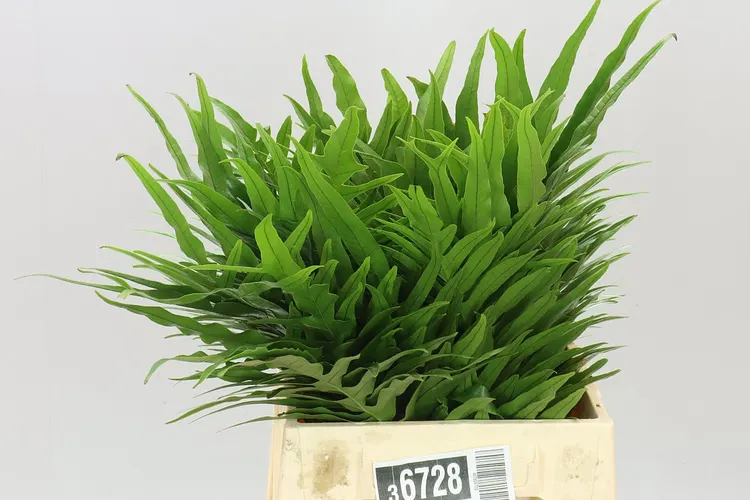 Agloamorpha Jim 50 cm
