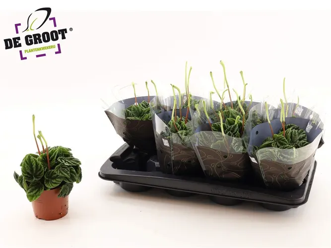 Peperomia Cap Lilian črepník 12 cm
