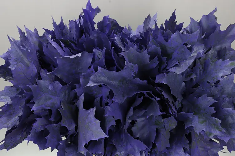 Quercus Rubra Purple 20st 60 cm