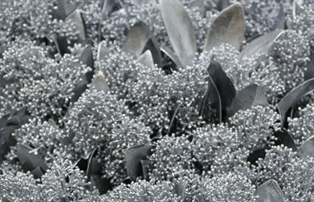 Skimmia farbená Silver 45 cm