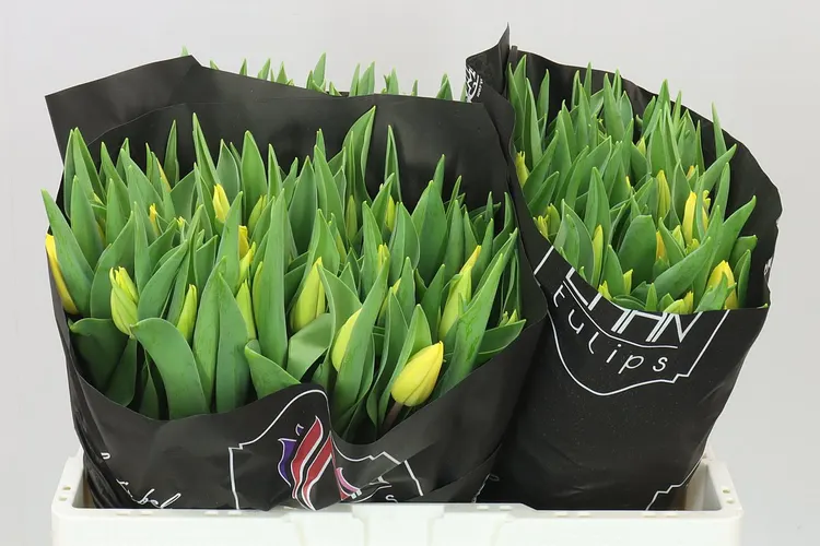 Tulipán jednoduchý Strong Gold 40 cm