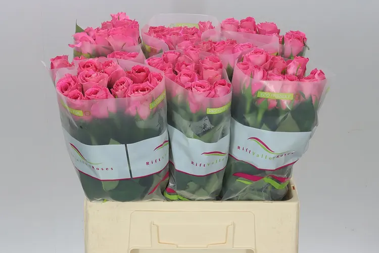 Rosa Gr Watergame 60 cm