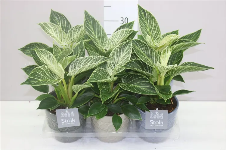 Philodendron White Wave Gaia Keramiek črepník 13 cm