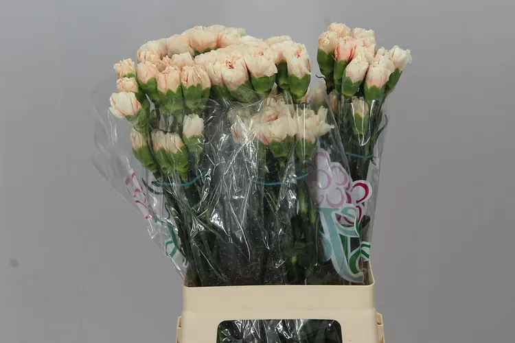 Di St Apple Tea 70 cm