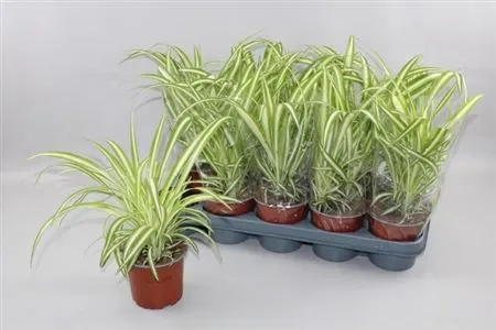 Chlorophytum Co Variegatum črepník 12 cm