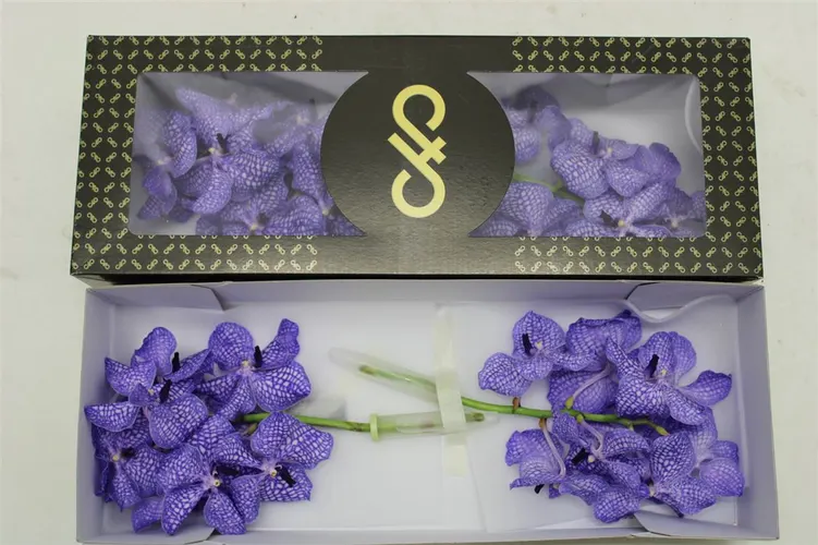 Vanda Delfs Bleu