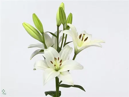 Lil La Bach 90 cm