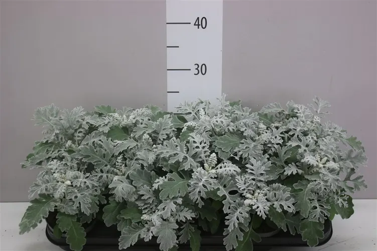 Senecio Cineraria črepník 10,5 cm
