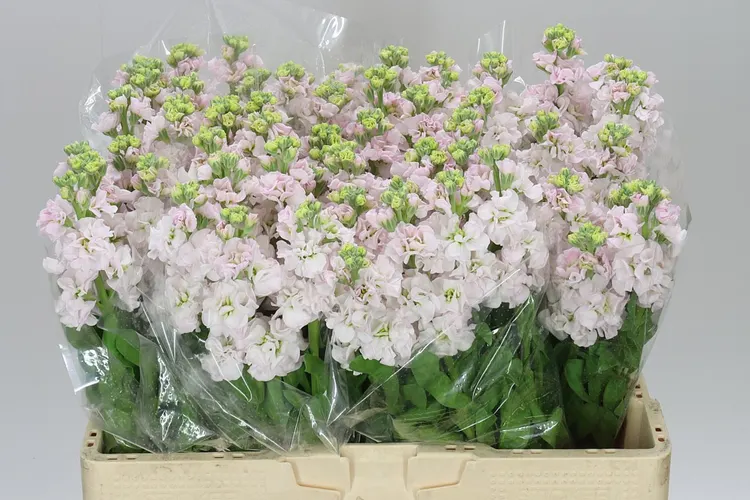 Matthiola Silver 50 cm