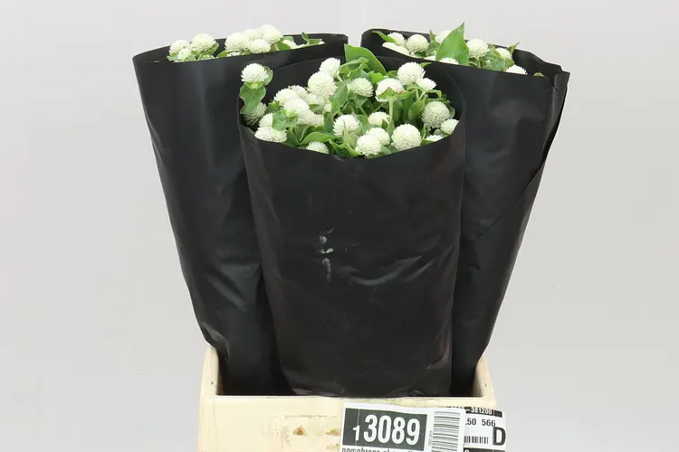 Gomphrena Gl Ov Wit 50 cm