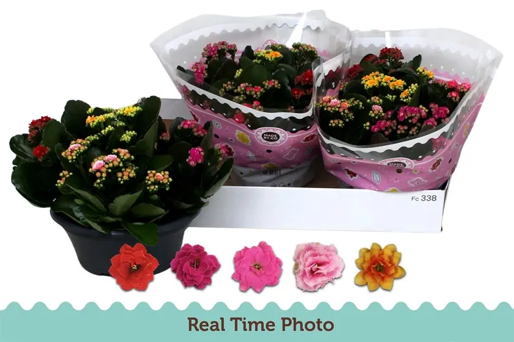 Kalanchoe Calandiva Carnaval črepník 23 cm