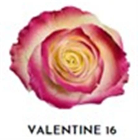 Ruža farbená Valentine 16, Ekvádor 50 cm