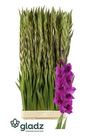Glad Mystic Magen 130 cm