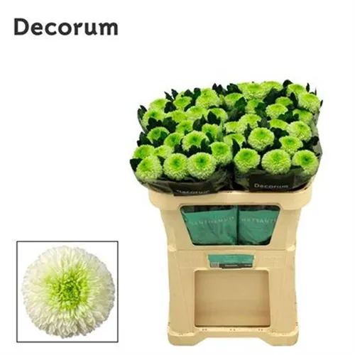 Chr G Alibaba 70 cm