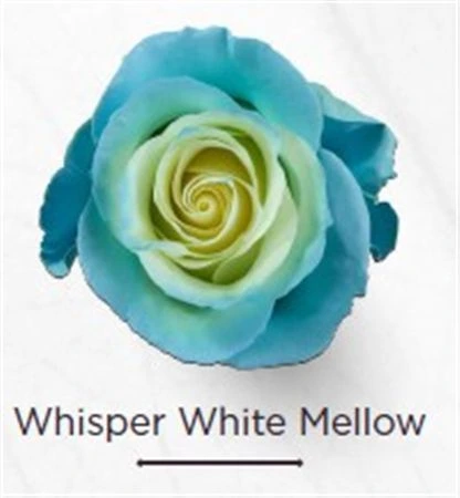 Ruža farbená Whisper White Melow, Ekvádor 50 cm